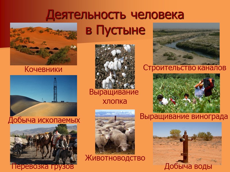 Деятельность человека  в Пустыне Добыча воды Выращивание винограда Добыча ископаемых Перевозка грузов Животноводство